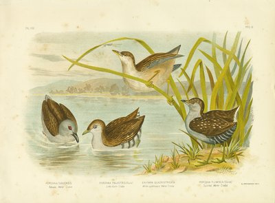 Tabuan Water Crake or Sooty Crake by Gracius Broinowski